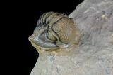 Gerastos Trilobite Fossil - Morocco #87563-2